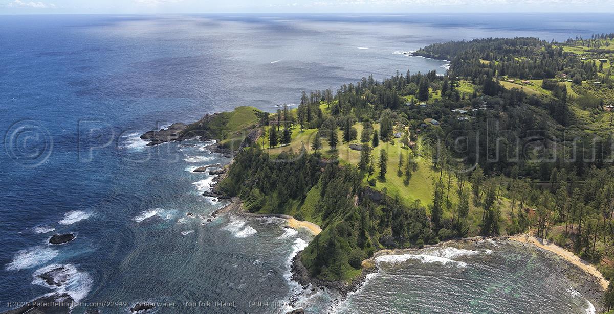 Peter Bellingham Photography Shearwater - Norfolk Island T (PBH4 00 18998)